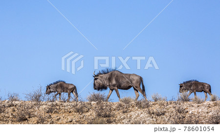 Blue wildebeest in Kgalagadi transfrontier park, South Africa 78601054