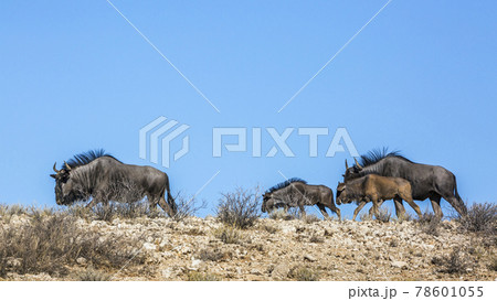 Blue wildebeest in Kgalagadi transfrontier park, South Africa 78601055