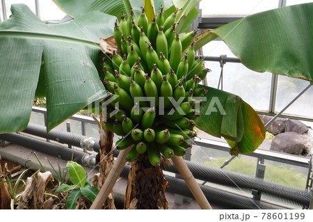 温室のバナナの実 78601199