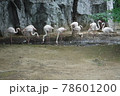 動物園のフラミンゴ 78601200