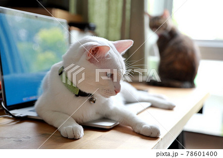 White Cat 78601400