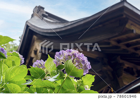 千葉県　日本寺　山門と紫色の紫陽花 78601946