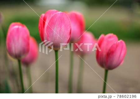 Shallow depth of field photo, only one petal in focus, young pink tulips flowers. Abstract spring flowery background. 78602196