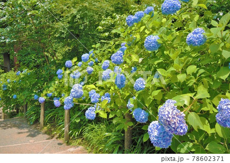 鎌倉 明月院(あじさい寺)の紫陽花 鎌倉 明月院(あじさい寺)の紫陽花 78602371
