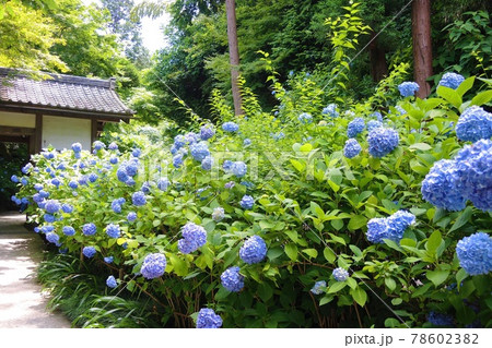 鎌倉 明月院（あじさい寺）の紫陽花 78602382