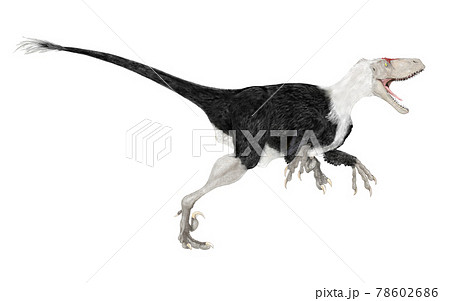 Deinonychus dinosaur, illustration Stock Photo - Alamy