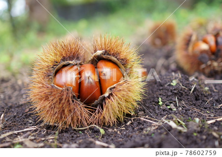 栗　秋の収穫期のクリ 78602759