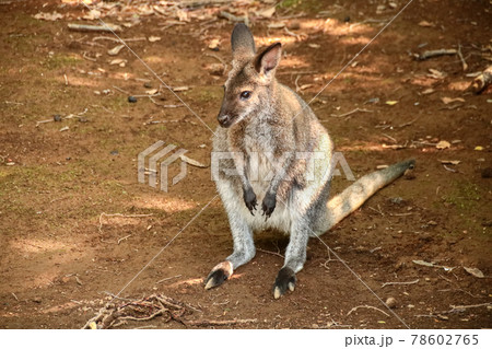 ベネットアカクビワラビー 78602765