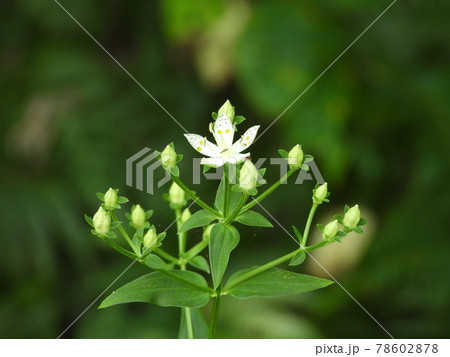 アケボノソウ 78602878