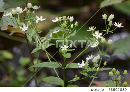 アケボノソウ 78602880