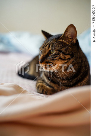 布団の上のキジトラ猫 布団の上のキジトラ猫 78603057