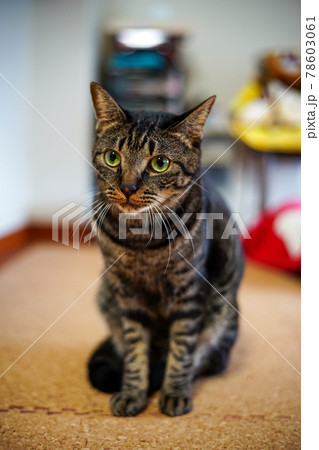 キジトラ猫 78603061