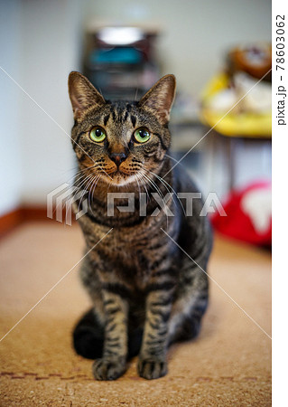 キジトラ猫 キジトラ猫 78603062