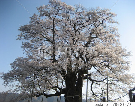醍醐桜 78603272