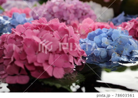 紫陽花 京都府 梅雨 花言葉 あじさい園 藤森神社 伏見区 紫陽花 京都府 梅雨 花言葉 あじさい園 藤森神社 伏見区 78603561