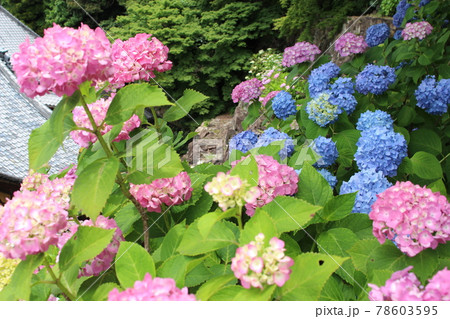 　紫陽花　京都府　梅雨　花言葉　あじさい園　柳谷観音　楊谷寺 78603595