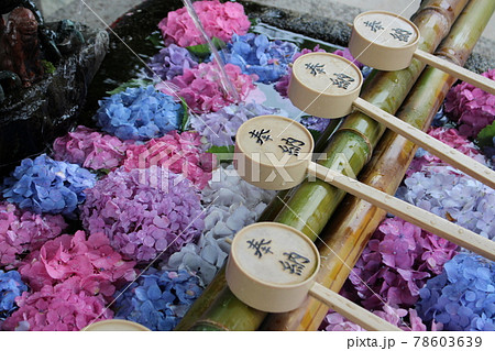 花手水 手水舎 紫陽花 京都府 梅雨 花言葉 あじさい園 藤森神社 伏見区 花手水 手水舎 紫陽花 京都府 梅雨 花言葉 あじさい園 藤森神社 伏見区 78603639