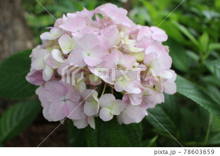 紫陽花 京都府 梅雨 花言葉 あじさい園 藤森神社 伏見区 紫陽花 京都府 梅雨 花言葉 あじさい園 藤森神社 伏見区 78603659