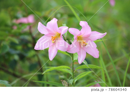 珍しいユリ・ヒメサユリ（福島県・喜多方市） 78604340