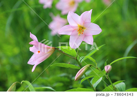 珍しいユリ・ヒメサユリ（福島県・喜多方市） 78604343