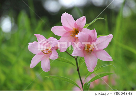 珍しいユリ・ヒメサユリ（福島県・喜多方市） 78604348