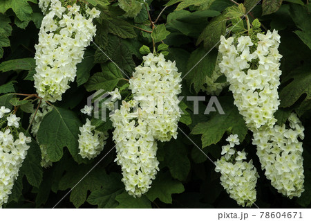 フサフジウツギ 78604671