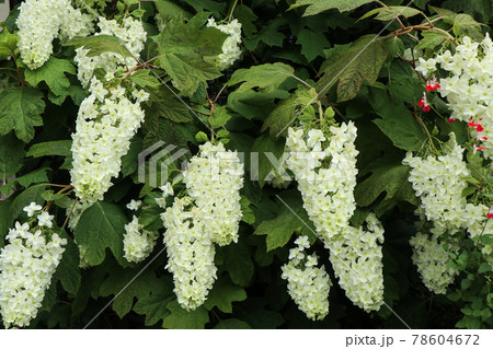 フサフジウツギ 78604672