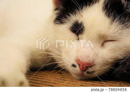 昼寝中の猫 78604856