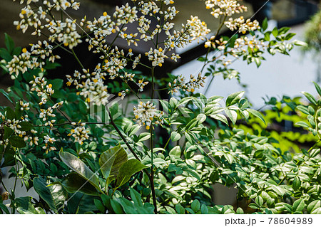 南天の花 南天の花 78604989