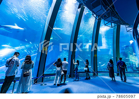 水族館/八景島 78605097