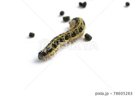Caterpillar and excrements 78605263