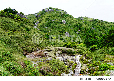 屋久島　投石平から栗生岳への道 78605372