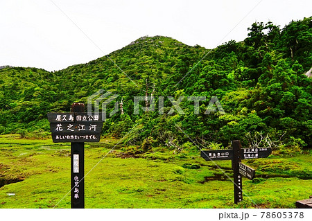 屋久島　花之江河 78605378
