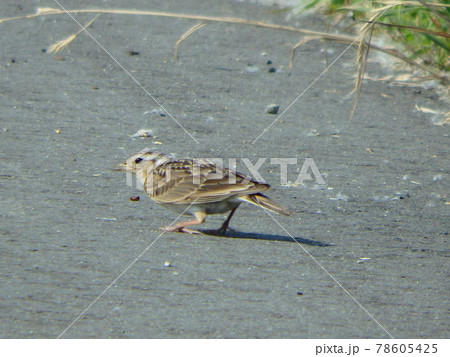 せんだい農業園芸センター脇の道にいたヒバリ 78605425