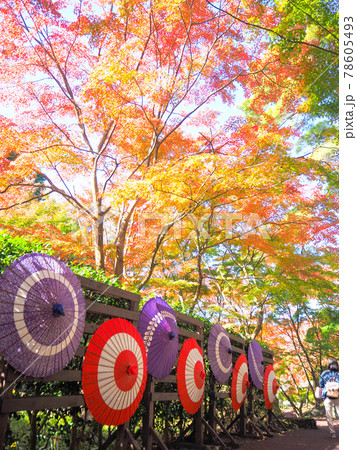 和傘とカラフルな紅葉 78605493