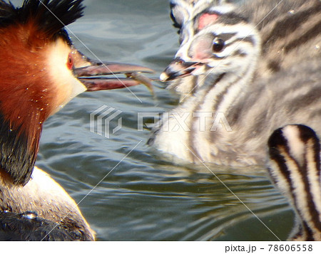 仙台市の大沼で親鳥に給餌してもらうカンムリカイツブリの雛鳥 仙台市の大沼で親鳥に給餌してもらうカンムリカイツブリの雛鳥 78606558