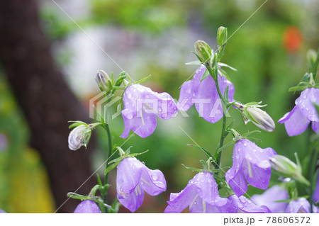 モモバギキョウの花 78606572