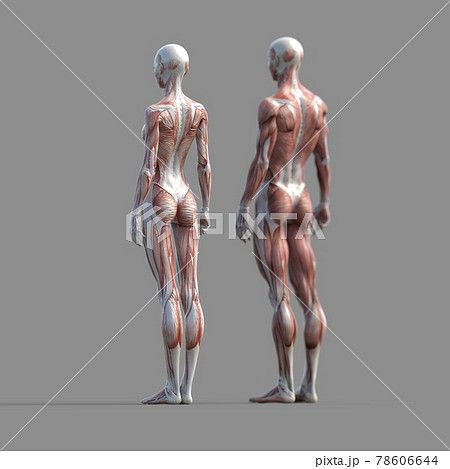 筋肉標本 男女 女性フォーカス 後ろ 全身 Perming3dcgイラスト素材のイラスト素材