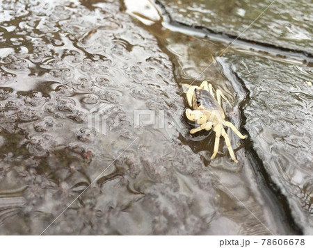 雨の道を懸命に歩く小さなカニ 78606678