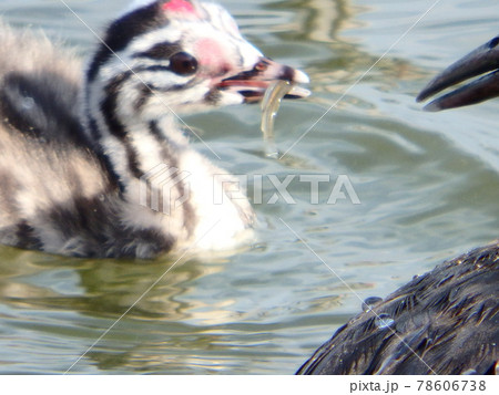仙台市の大沼で親鳥からエサの小魚をもらったカンムリカイツブリのヒナ 78606738