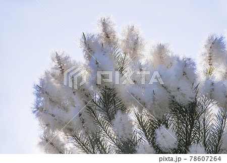 ティーツリーの木 スキンケア アロマテラピー 抗ウイルス ハーブ イメージ素材 ティーツリーの木 スキンケア アロマテラピー 抗ウイルス ハーブ イメージ素材 78607264