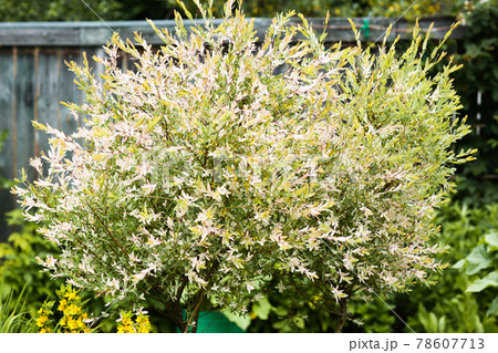 decorative bush with white pink leafs on beautiful formal decorative bush with white pink leafs on beautiful formal 78607713