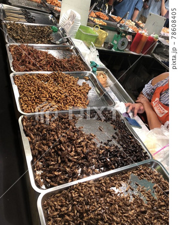 昆虫食 昆虫食 78608405