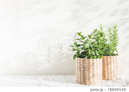 Mint and rosemary herbs in knitted pots. Mint and rosemary herbs in knitted pots. 78609149