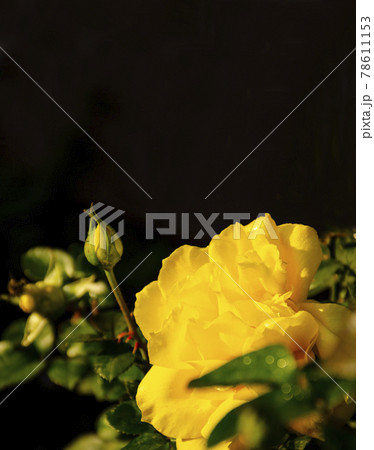 Big yellow ose with water drops on a black background 78611153