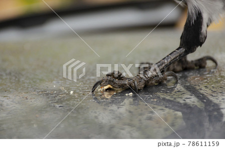 Paw of the Black Raven holding broken nut. Reflection rain drops. Wild bird paw. Close-up. Raven's claws and skin. Urban bird feeding. 78611159