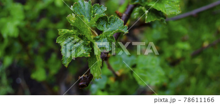 Young foliage of currant bush with water drops macro photography. Fresh green leaves of a garden plant after rain close-up photography. 78611166