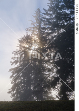 Foggy autumn mountain sunrise scene. Peaceful picturesque traveling, seasonal, nature and countryside beauty concept scene. 78611450