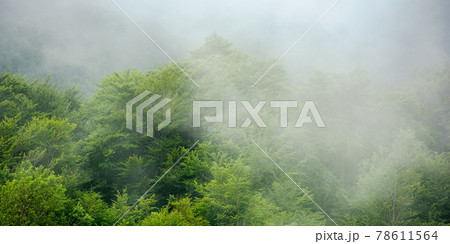 clouds rise above the forest. high volume humidity weather. foggy atmosphere. mysterious nature background in the morning 78611564