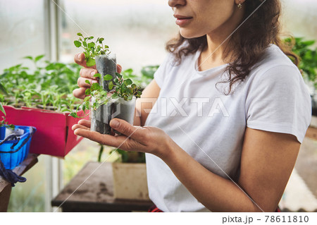 Female gardener standing inside a greenhouse and holding seedlings with soil in cups. Female gardener standing inside a greenhouse and holding seedlings with soil in cups. 78611810
